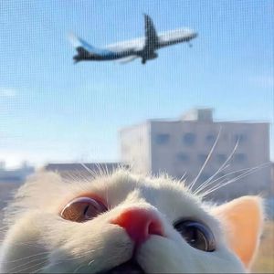 搞基高清无码视频
