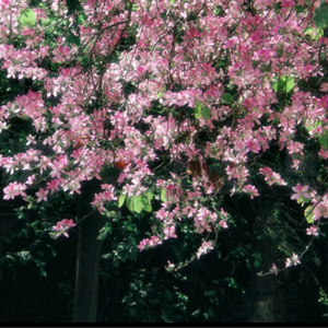 搞基高清无码视频
